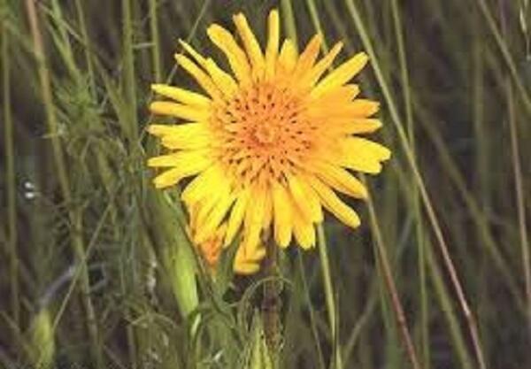 Kozí brada východní - Tragopogon orientalis