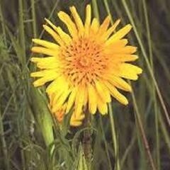 Kozí brada východní - Tragopogon orientalis