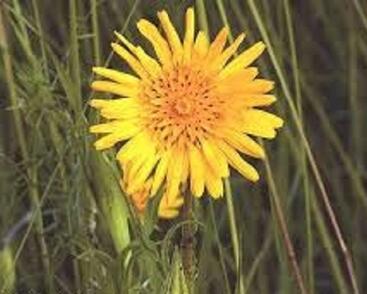 Kozí brada východní