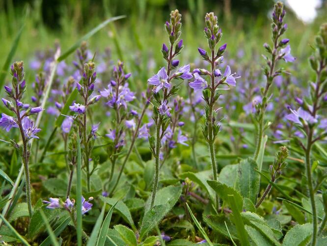 Rozrazil lékařský - Veronica officinalis