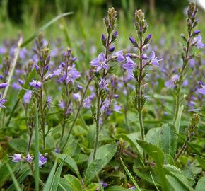 Rozrazil lékařský - Veronica officinalis