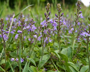 Rozrazil lékařský