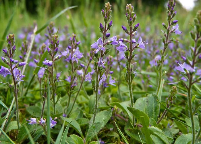 Rozrazil lékařský - Veronica officinalis