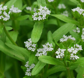 Kozlíček polníček - Valerianella locusta