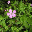 Kakost smrdutý - Geranium robertianum