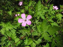 Kakost smrdutý - Geranium robertianum