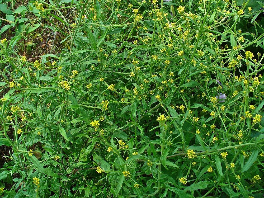 Hulevník lékařský - Sisymbrium officinale