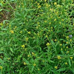 Hulevník lékařský - Sisymbrium officinale