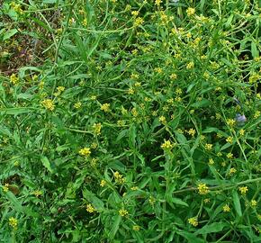 Hulevník lékařský - Sisymbrium officinale