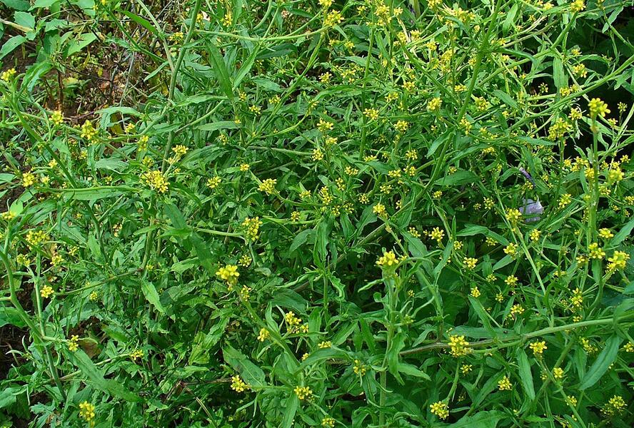 Hulevník lékařský - Sisymbrium officinale