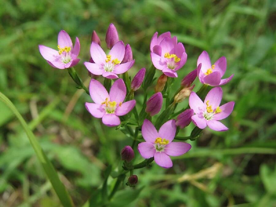 Zeměžluč okolíkatá pravá - Centaurium erythraea ssp.erythraea