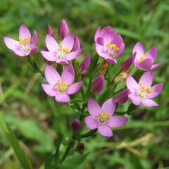 Zeměžluč okolíkatá pravá - Centaurium erythraea ssp.erythraea