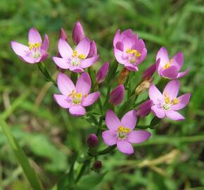 Zeměžluč okolíkatá pravá - Centaurium erythraea ssp.erythraea