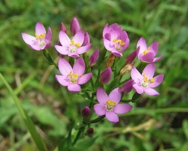 Zeměžluč okolíkatá pravá