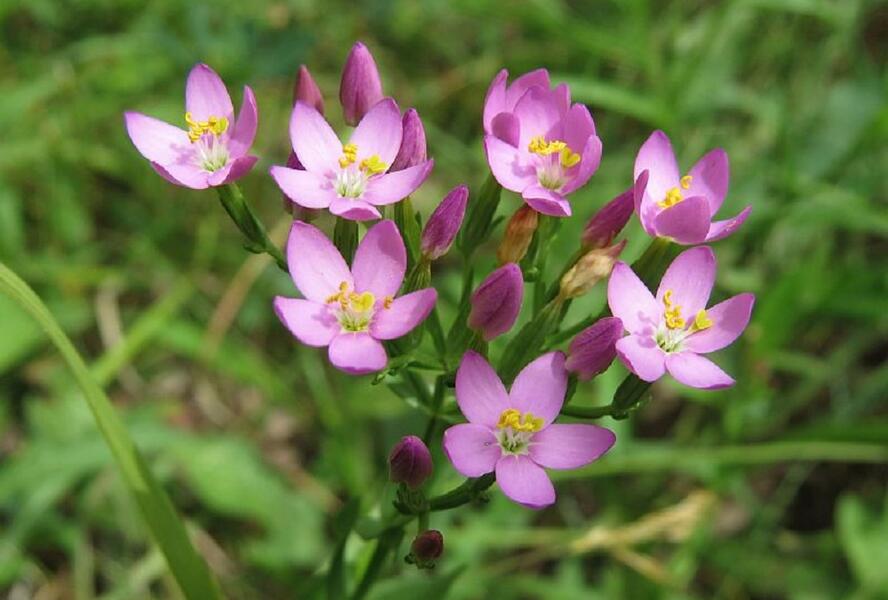 Zeměžluč okolíkatá pravá - Centaurium erythraea ssp.erythraea