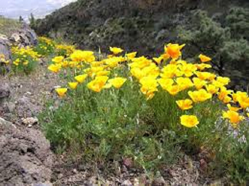 Sluncovka kalifornská - Eschscholzia californica