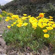 Sluncovka kalifornská - Eschscholzia californica