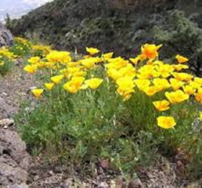 Sluncovka kalifornská - Eschscholzia californica