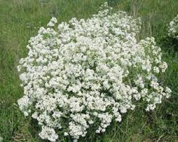 Katrán tatarský