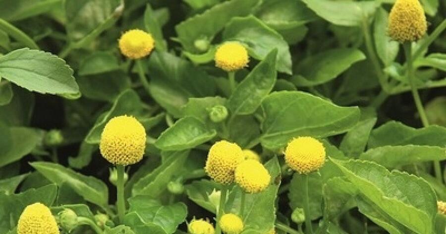 Plamatka zelná 'Homer' - Spilanthes oleracea 'Homer'