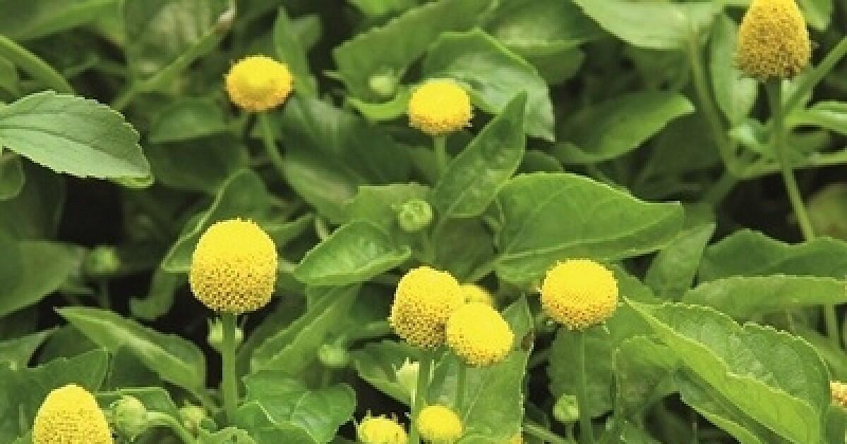 Plamatka zelná 'Homer' - Spilanthes oleracea 'Homer'