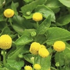 Plamatka zelná 'Homer' - Spilanthes oleracea 'Homer'