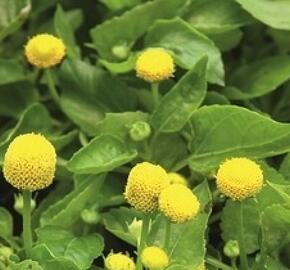 Plamatka zelná 'Homer' - Spilanthes oleracea 'Homer'