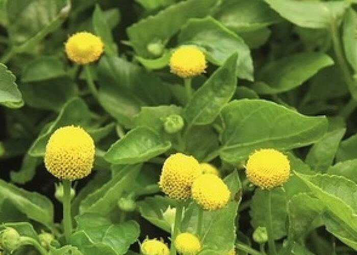 Plamatka zelná 'Homer' - Spilanthes oleracea 'Homer'
