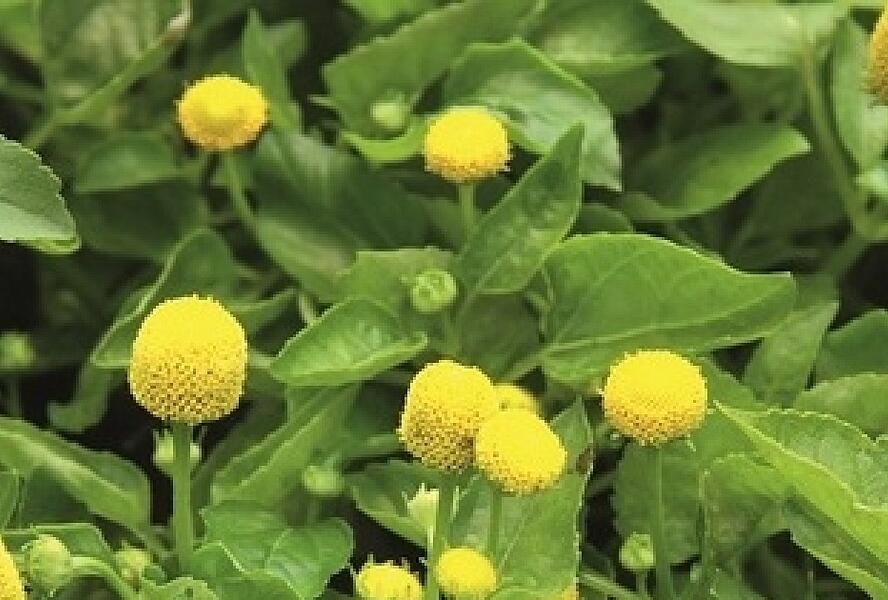 Plamatka zelná 'Homer' - Spilanthes oleracea 'Homer'