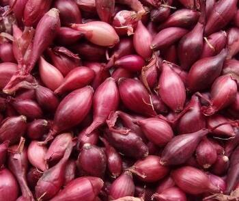 Cibule šalotka, červená 'Schelia'