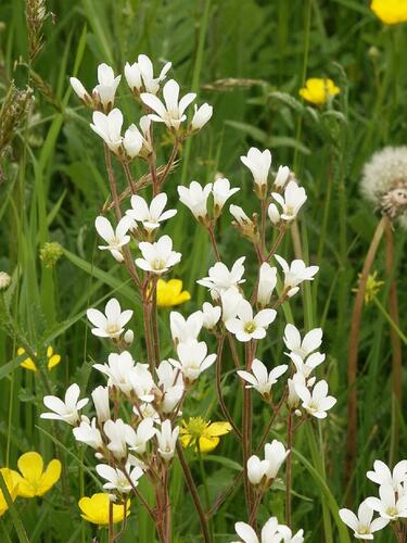 Lomikámen zrnatý - Saxifraga granulata