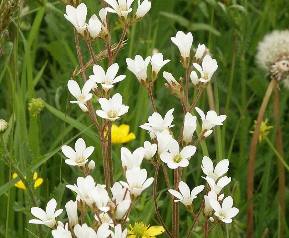 Lomikámen zrnatý - Saxifraga granulata