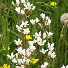 Lomikámen zrnatý - Saxifraga granulata
