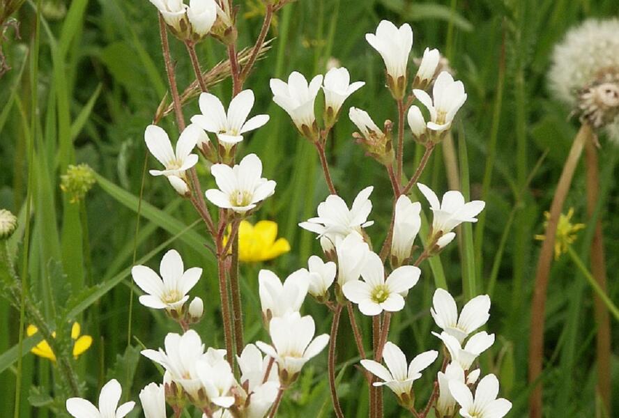 Lomikámen zrnatý - Saxifraga granulata