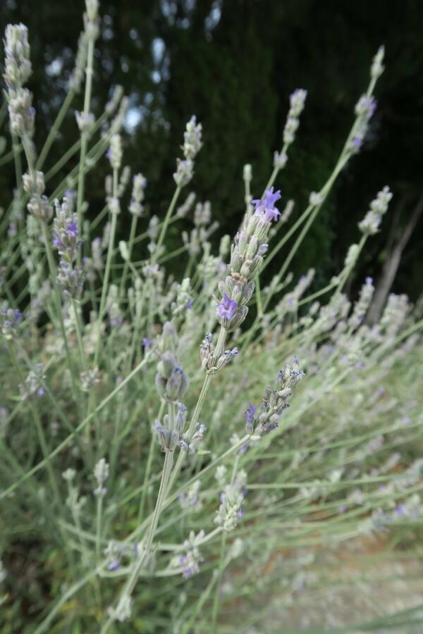 Levandule širokolistá - Lavandula latifolia