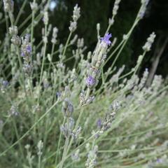 Levandule širokolistá - Lavandula latifolia