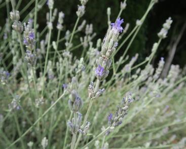 Levandule širokolistá