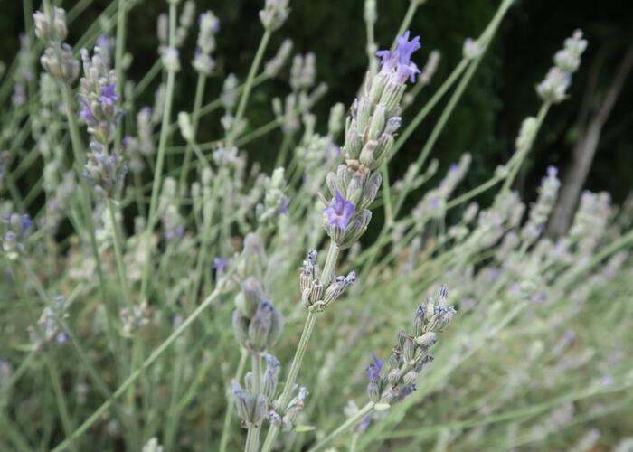 Levandule širokolistá - Lavandula latifolia