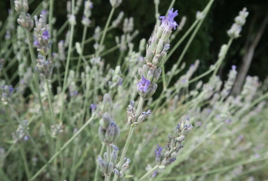 Levandule širokolistá - Lavandula latifolia