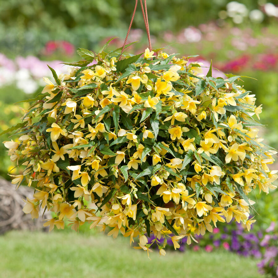 Begónie bolívijská 'Bellavista Lemon' - Begonia boliviensis 'Bellavista Lemon'