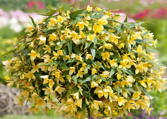 Begónie bolívijská 'Bellavista Lemon' - Begonia boliviensis 'Bellavista Lemon'