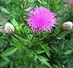 Maralí kořen, parcha saflorovitá - Leuzea carthamoides