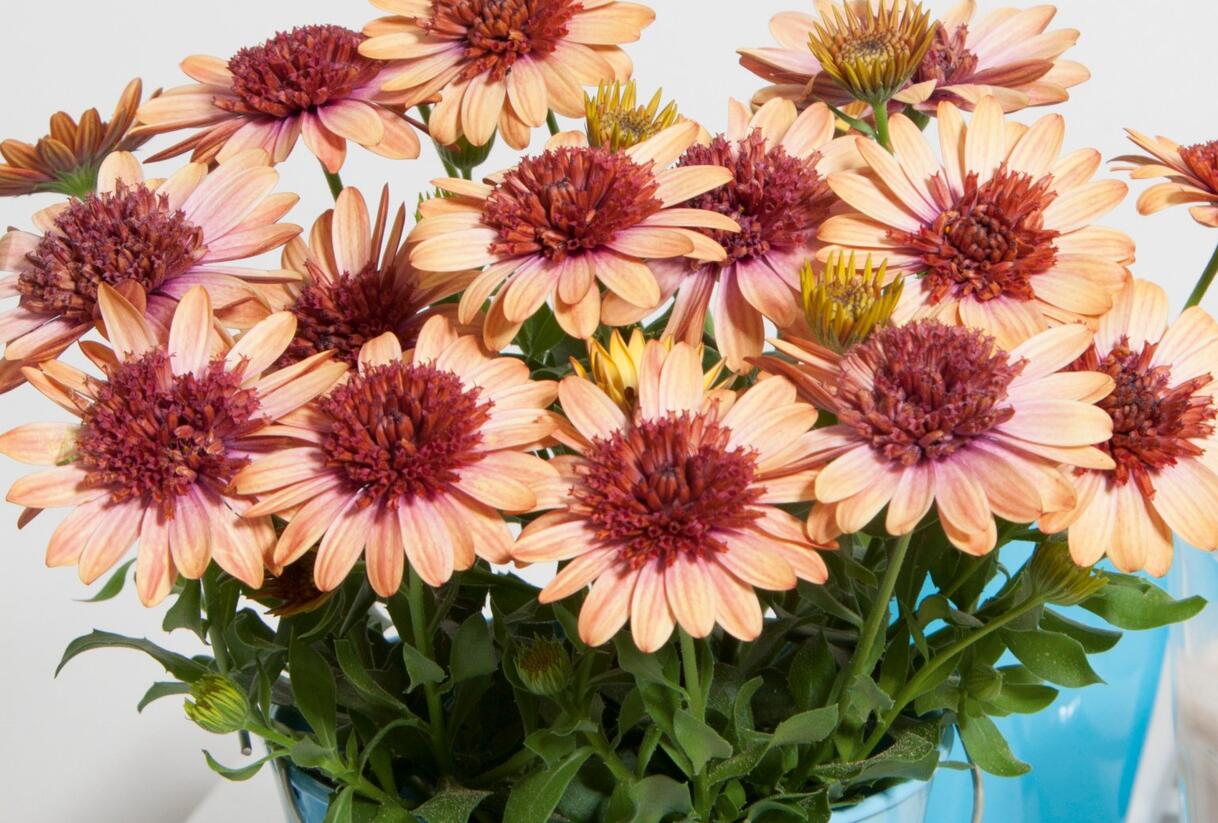 Dvoutvárka 'Erato Double Orange Center' - Osteospermum ecklonis 'Erato Double Orange Center'