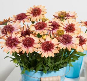 Dvoutvárka 'Erato Double Orange Center' - Osteospermum ecklonis 'Erato Double Orange Center'