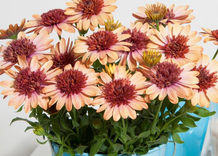 Dvoutvárka 'Erato Double Orange Center' - Osteospermum ecklonis 'Erato Double Orange Center'