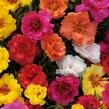 Šrucha 'Macarena Mix' - Portulaca grandiflora 'Macarena Mix'