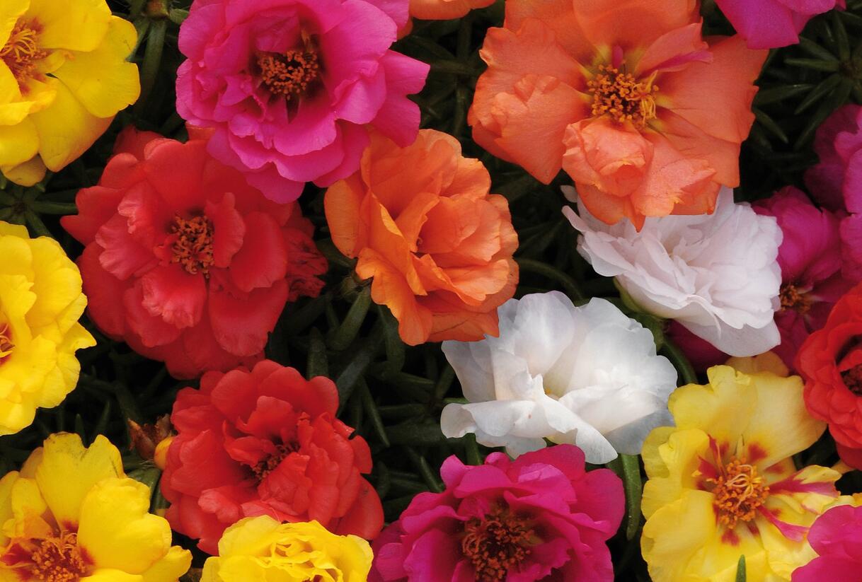 Šrucha 'Macarena Mix' - Portulaca grandiflora 'Macarena Mix'