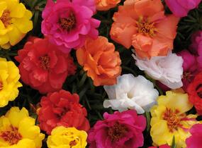 Šrucha 'Macarena Mix' - Portulaca grandiflora 'Macarena Mix'