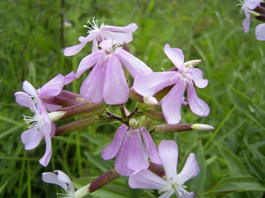 Mydlice lékařská - Saponaria officinalis