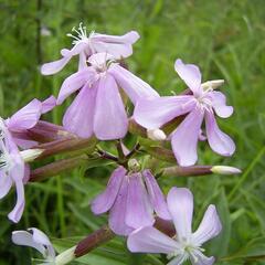 Mydlice lékařská - Saponaria officinalis